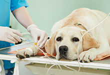 pet medical care
