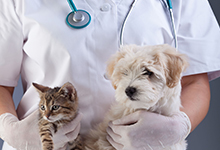 pets