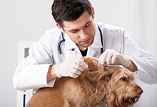 veterinarian and dog