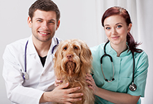 Veterinarians and a dog