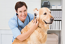 veterinarian and dog
