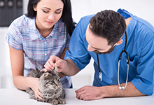 pet medical care