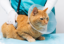 pet medical care