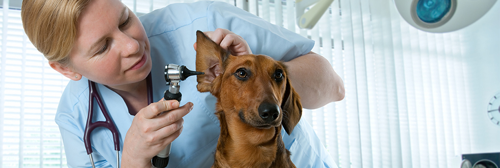 pet care