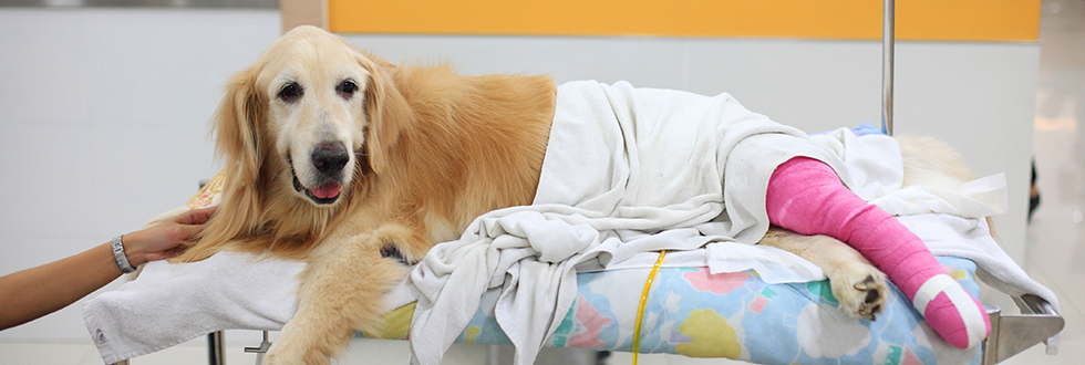 dog with injured leg