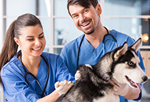 Pet Medical Care