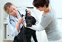 Veterinarian checking a dog